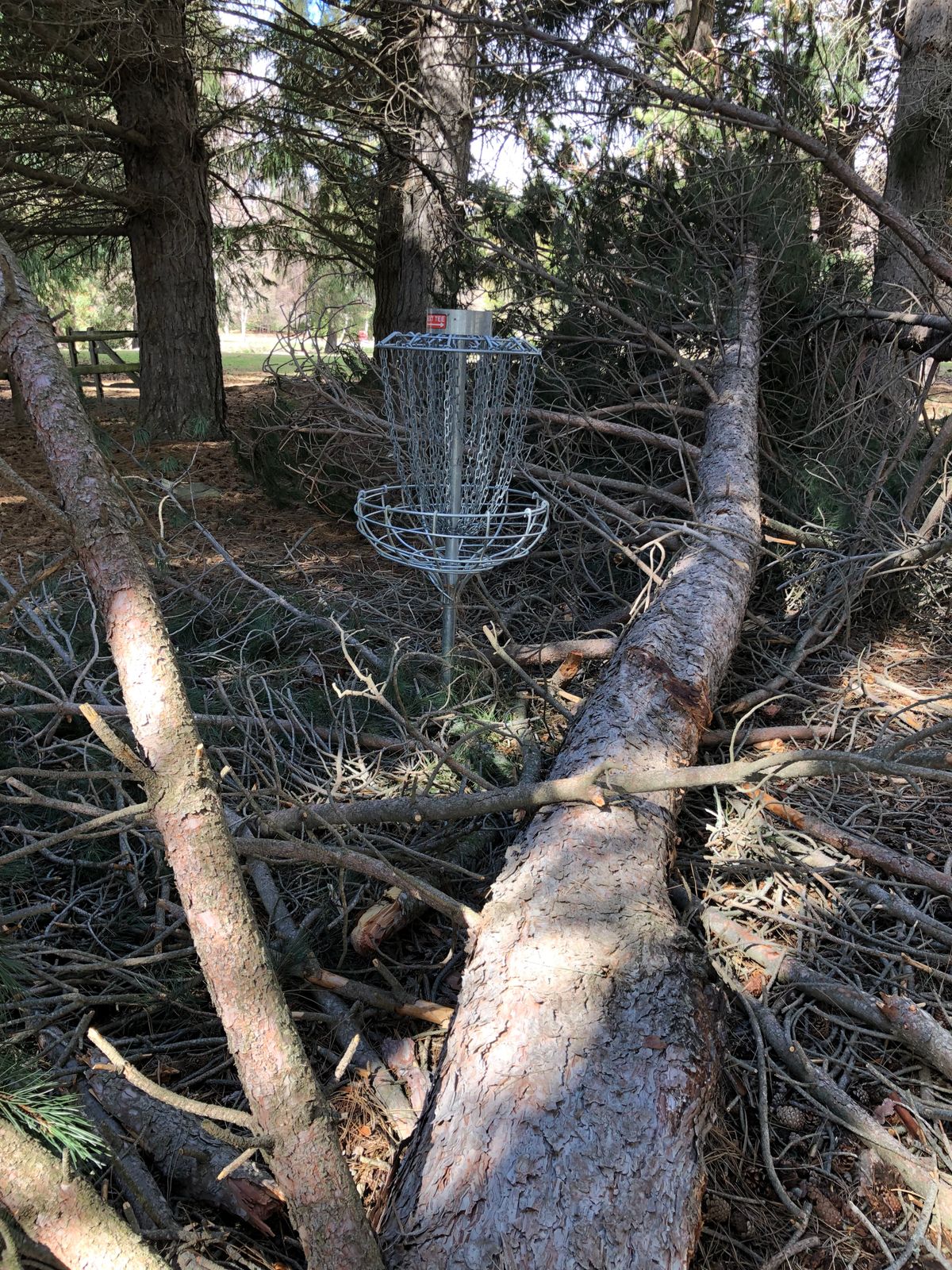 tree fallen by hole 3