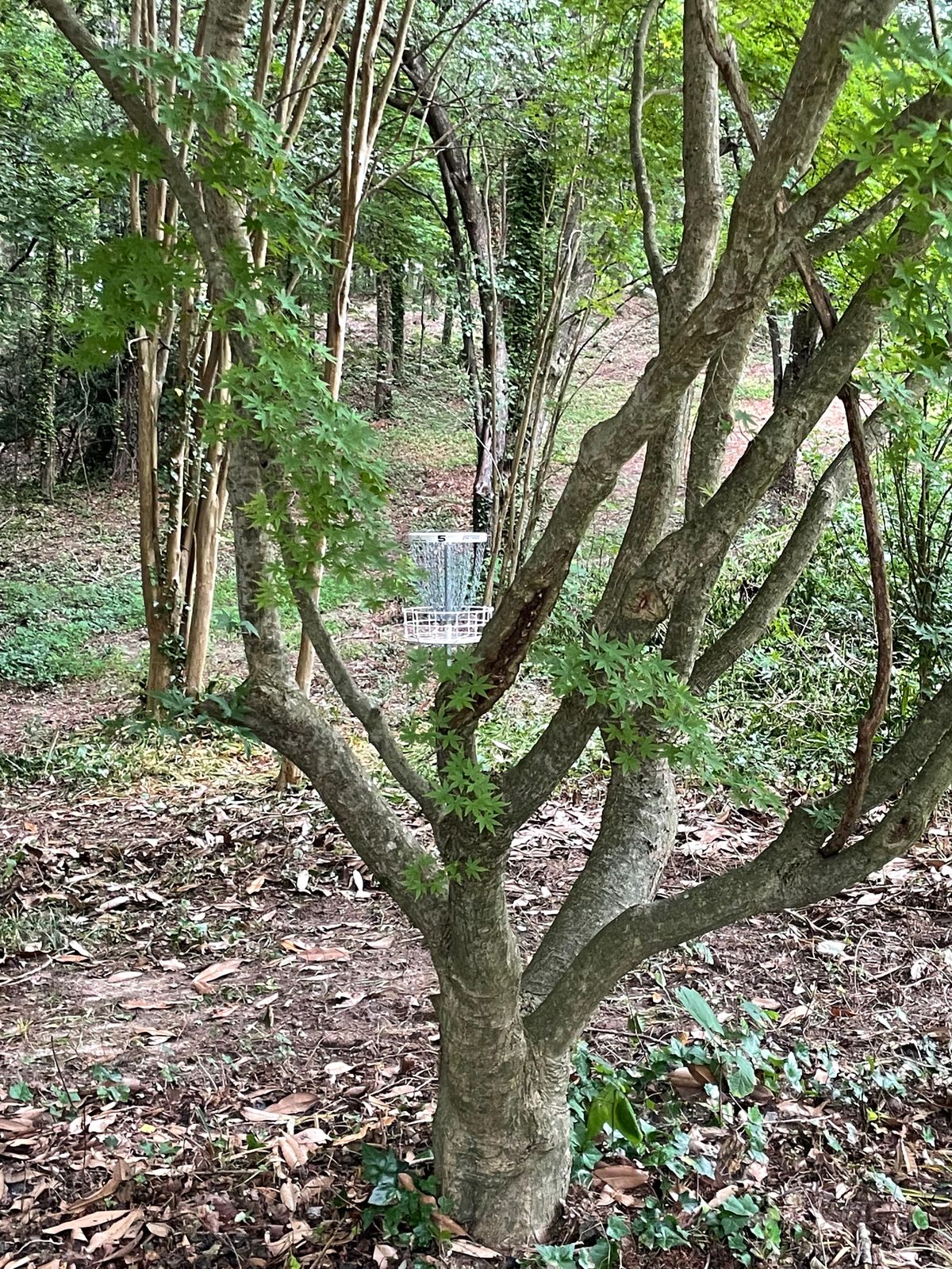 Tee 5