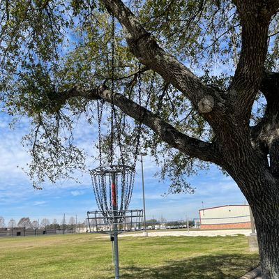 #6 hanging off of a tree.