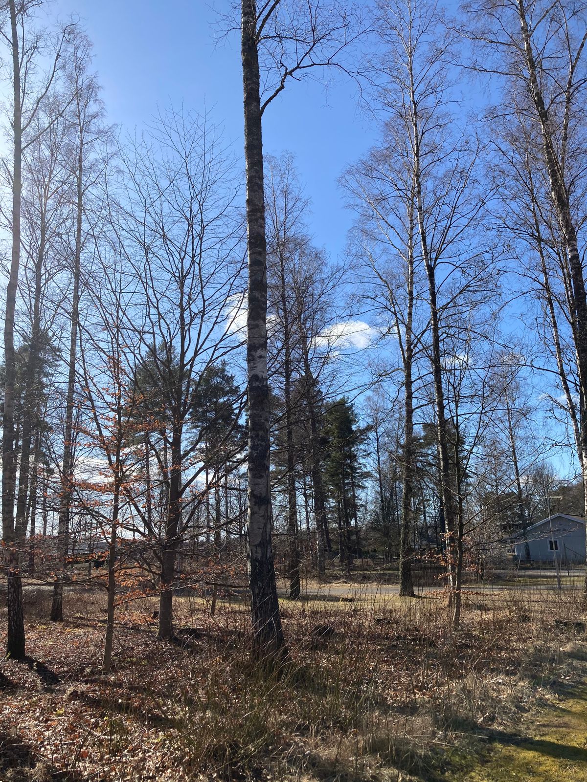 Mando till höger om trädet i mitten på bilden DZ från samma plats som Tee 3