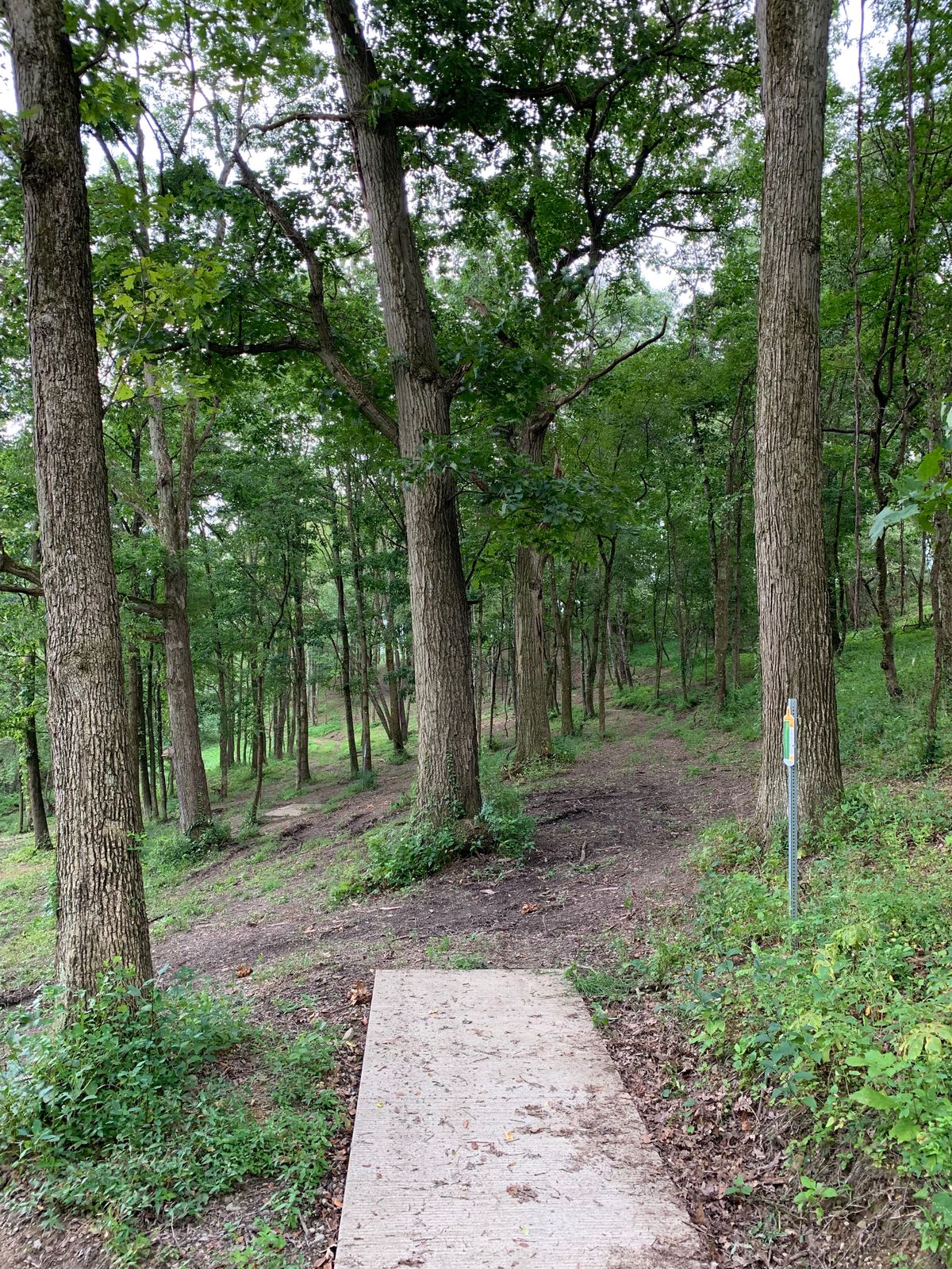 Hole 8 gold tee