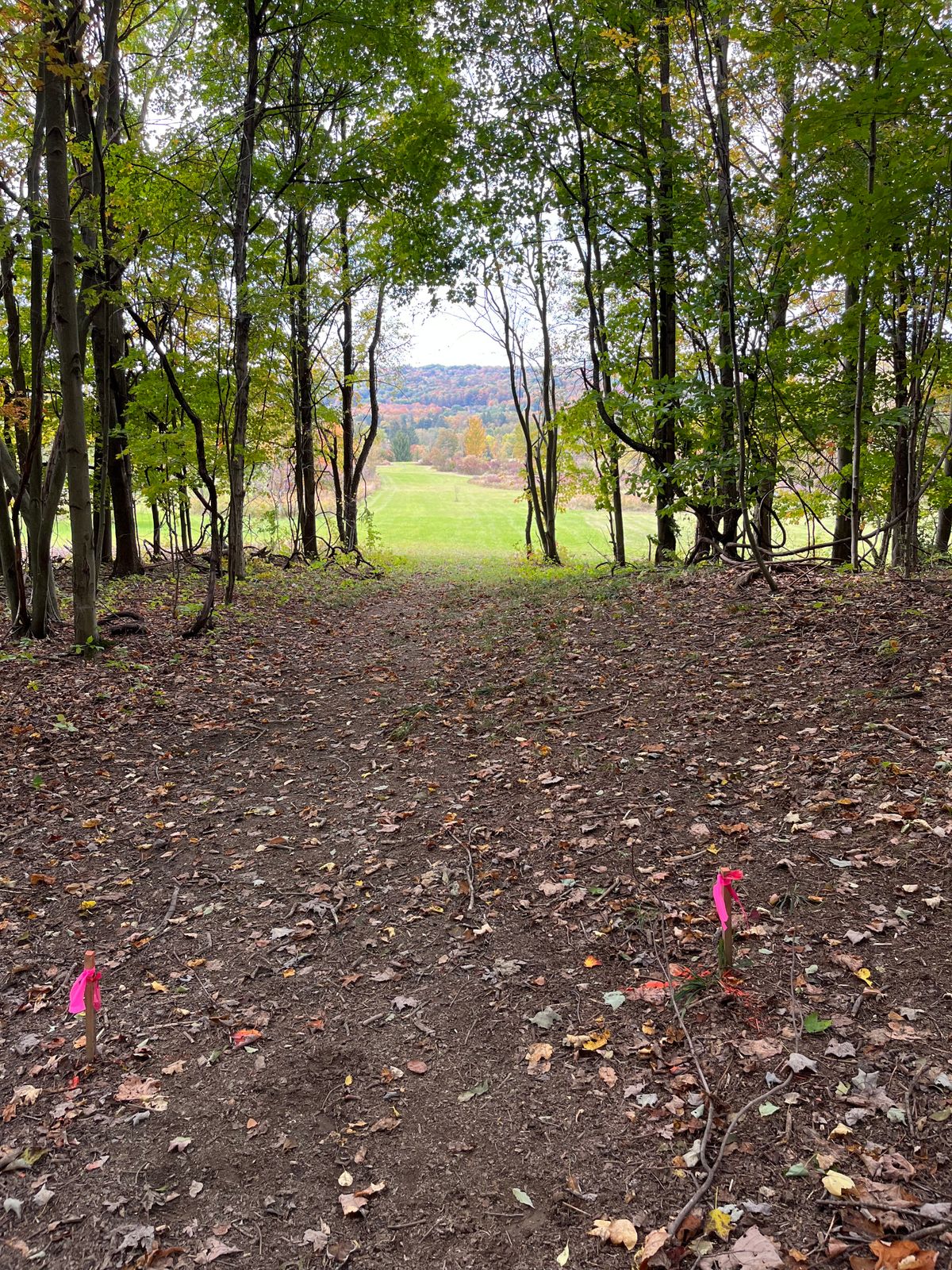 Hole 15 white tee