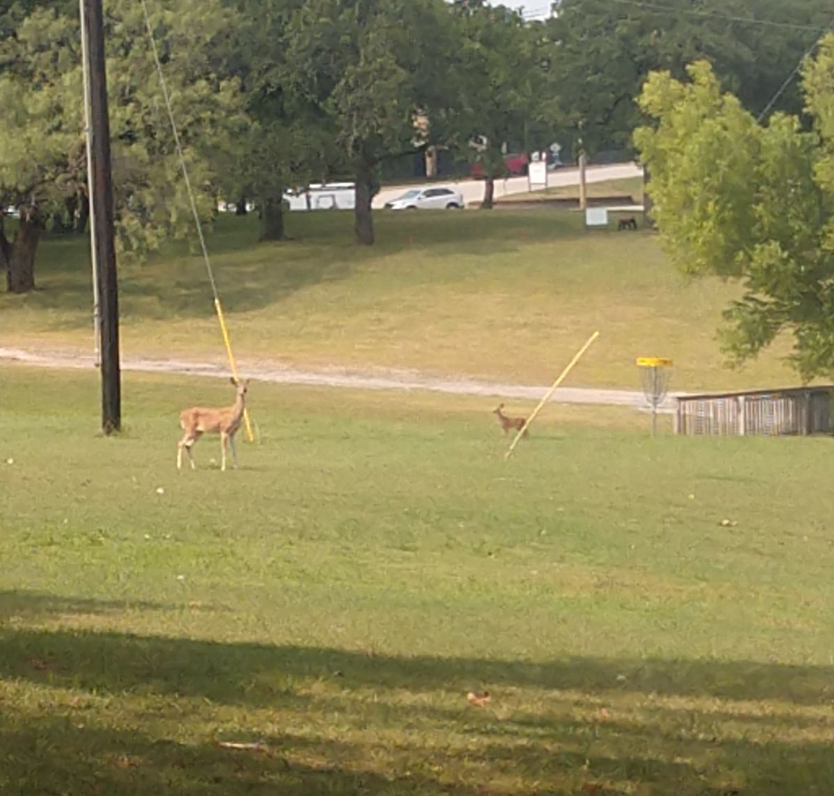 Hole 4 fairway and basket.  Those deer were watching the round.