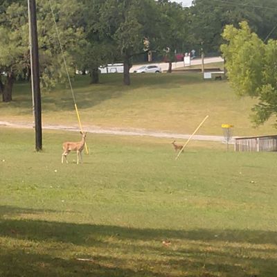 Hole 4 fairway and basket.  Those deer were watching the round.
