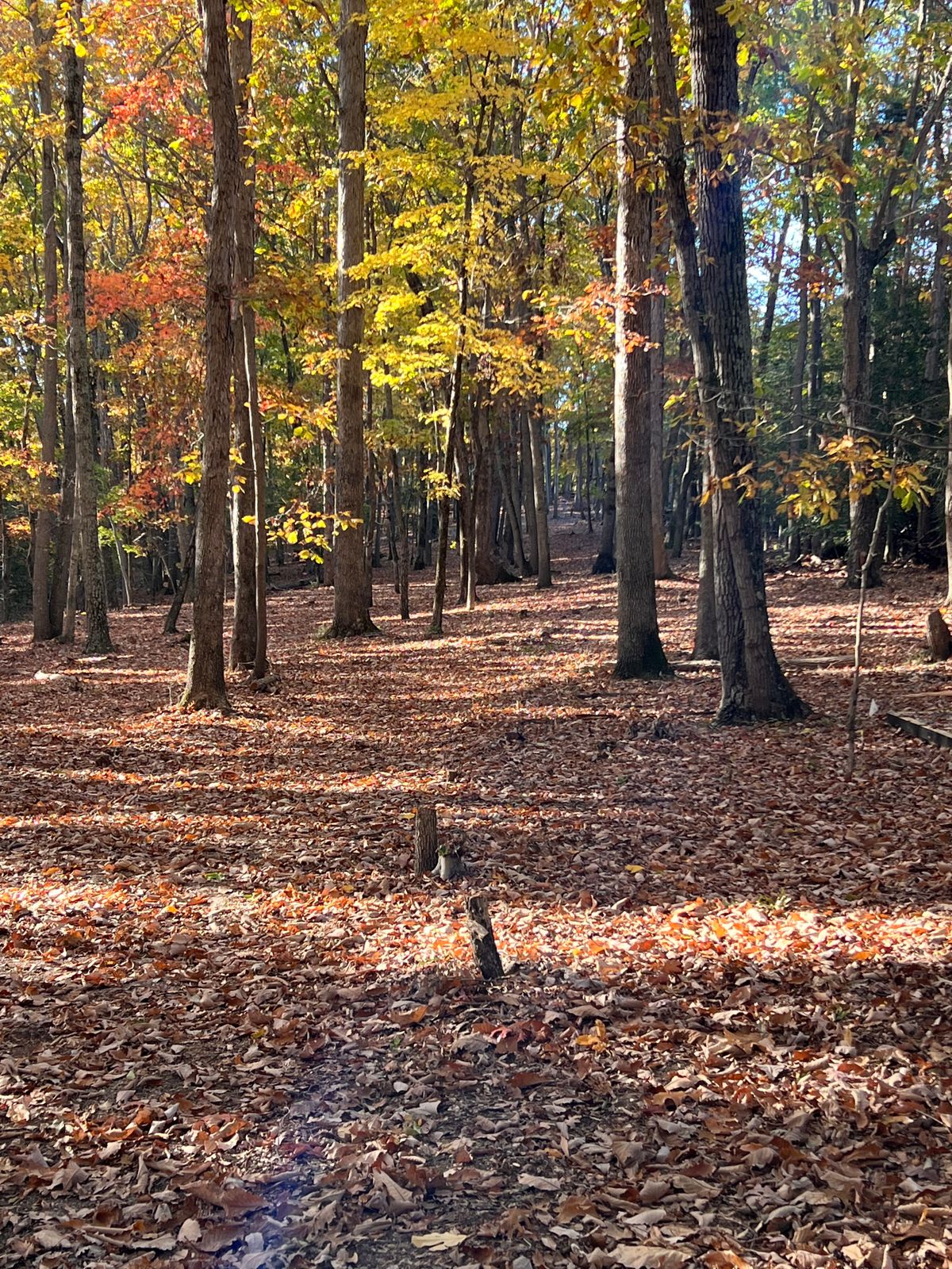 Hole 11