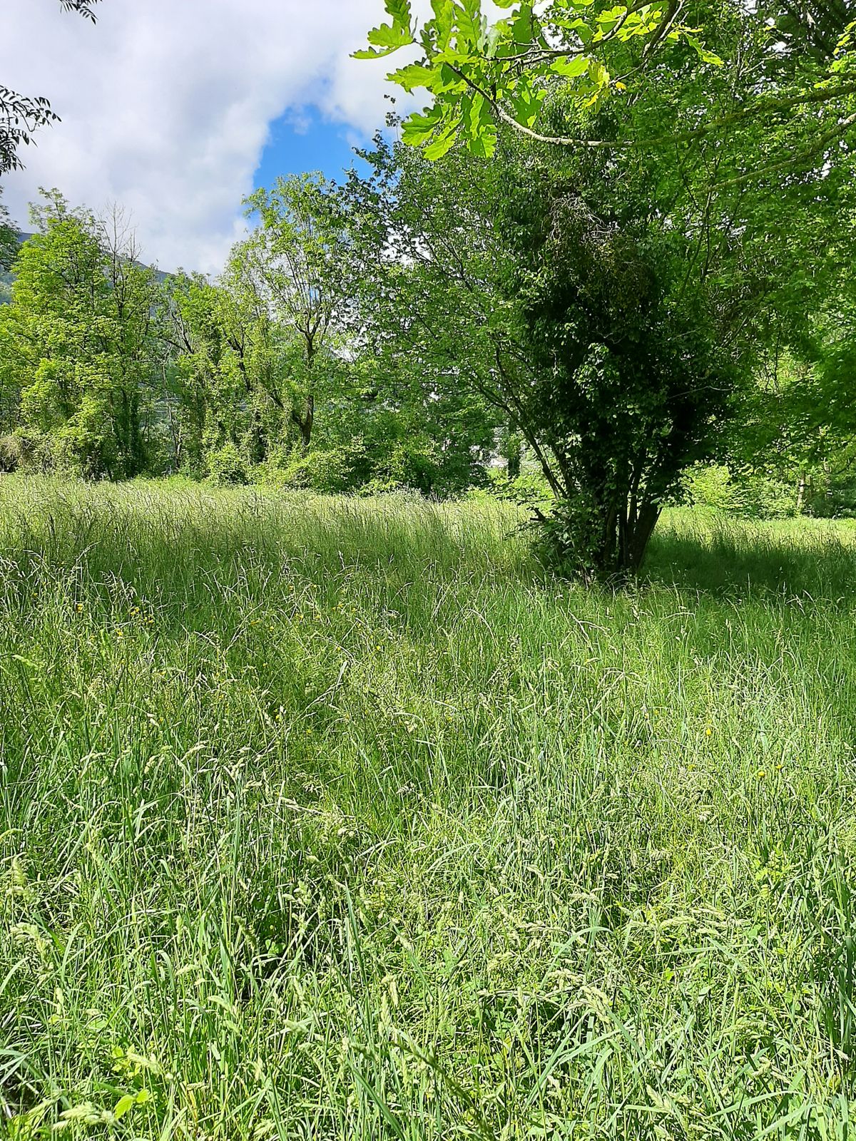 Herbe très haute donc on cherche un peu les disc