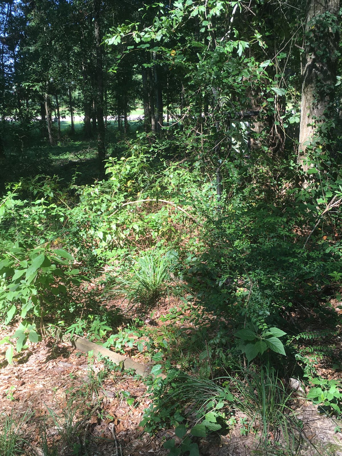 #6 tee box (Aug 2020)