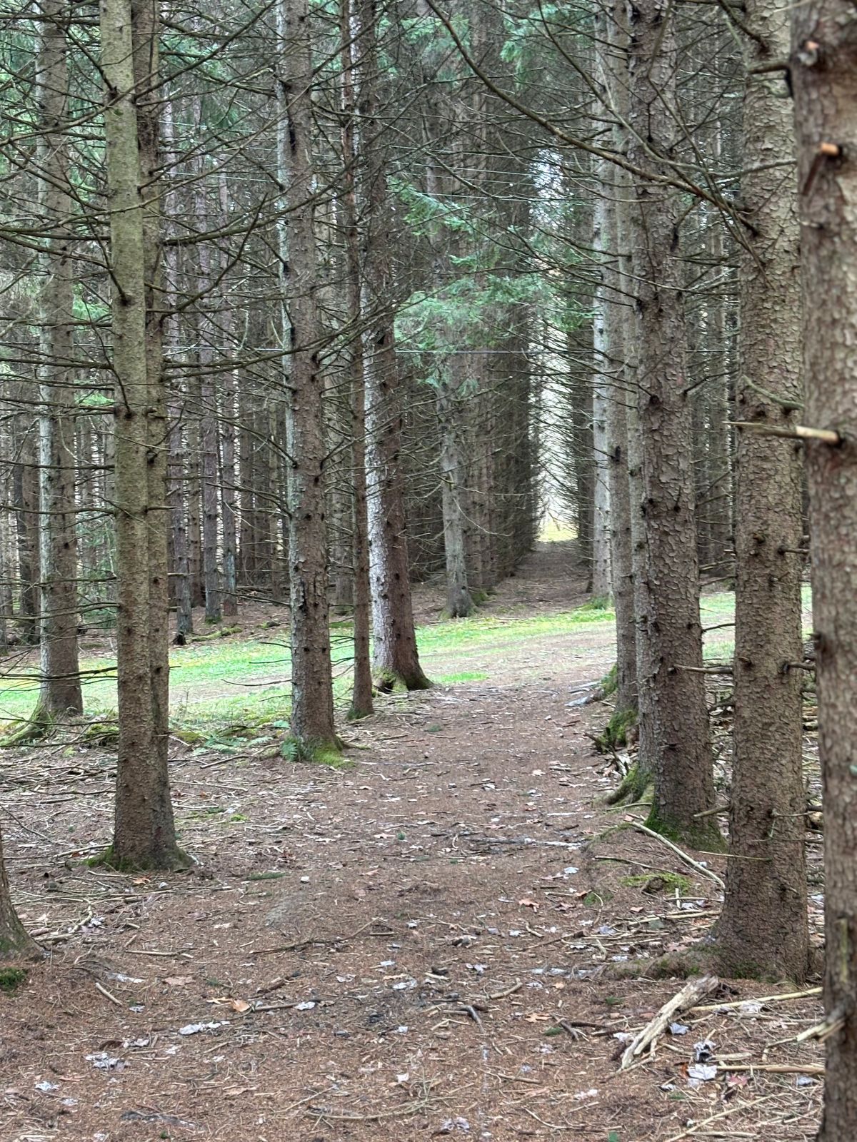 The beautiful walk from #4 basket towards #5 tee.