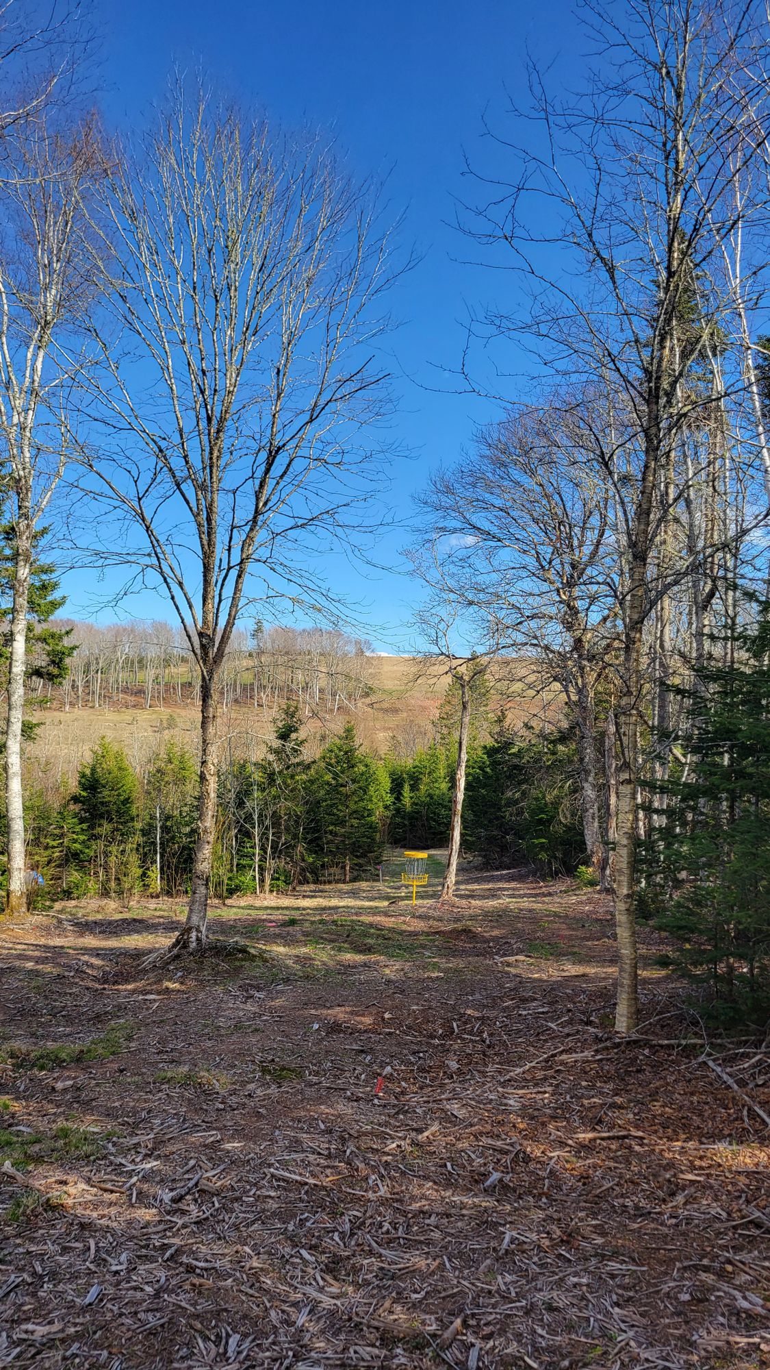 View of the basket on the Par 5 hole