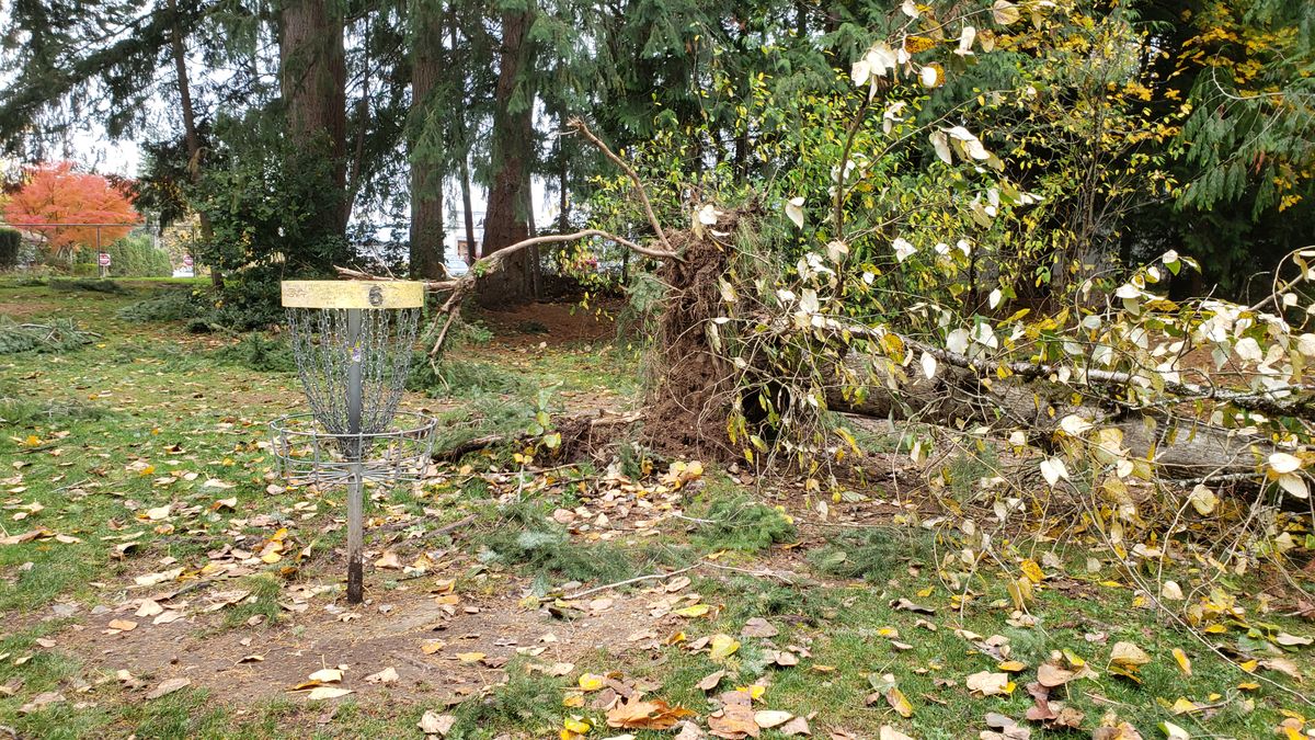 Downed tree between 5 and 6