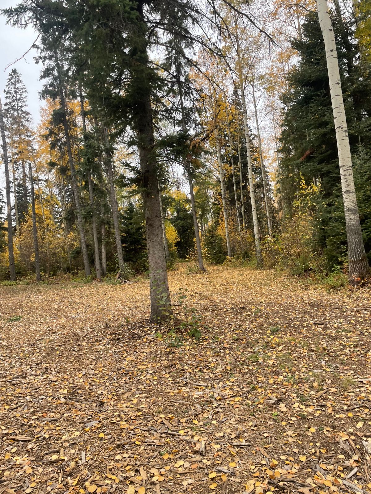 looking back to short tee