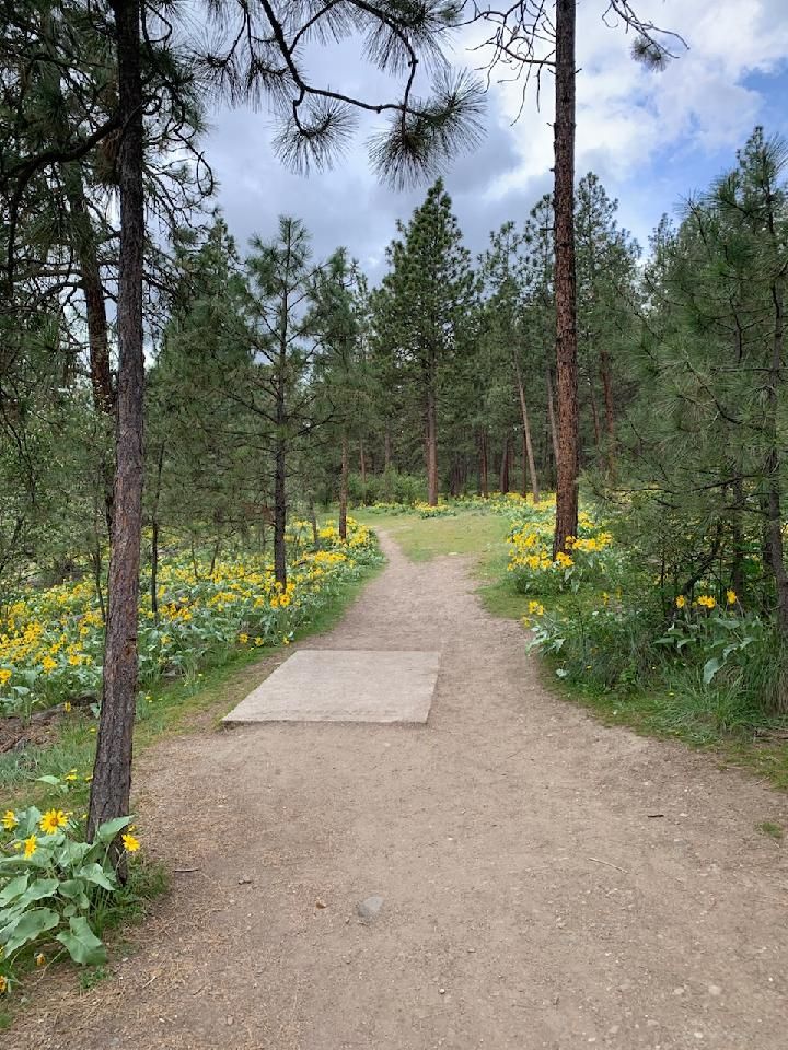 Hole 9 is birds