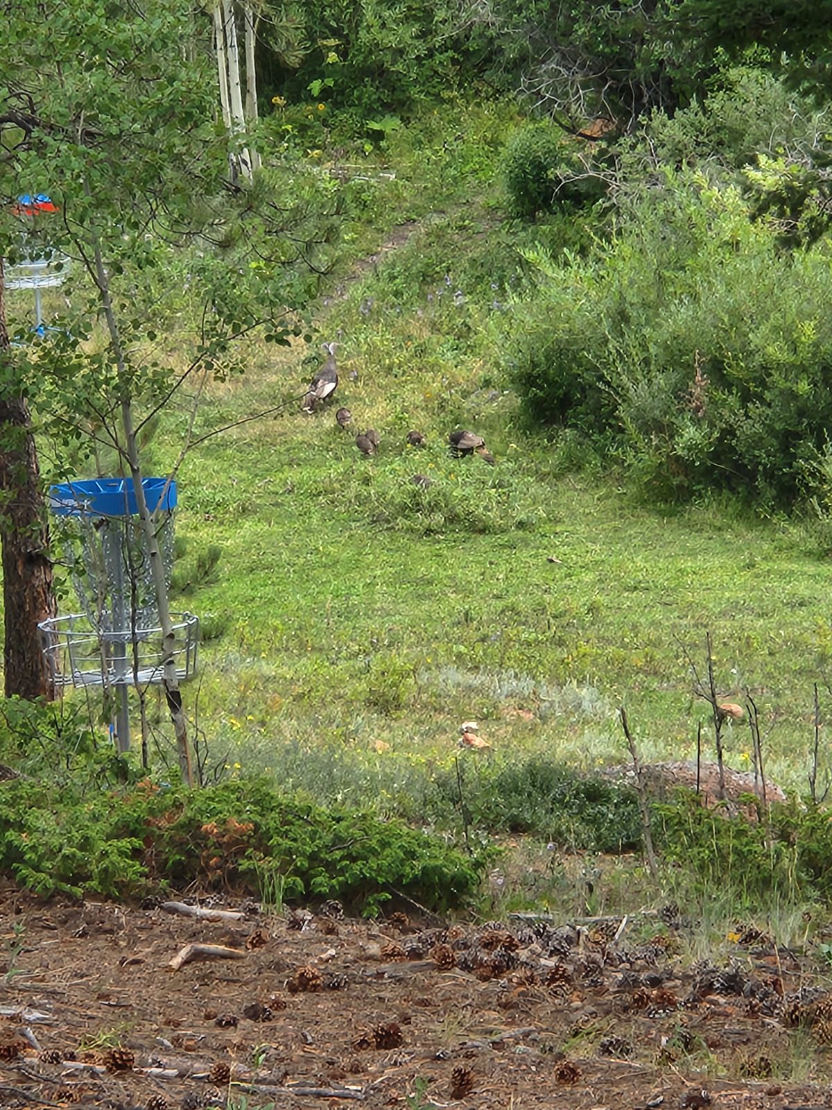 Youn Turkeys near 15.