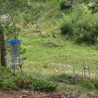 Youn Turkeys near 15.