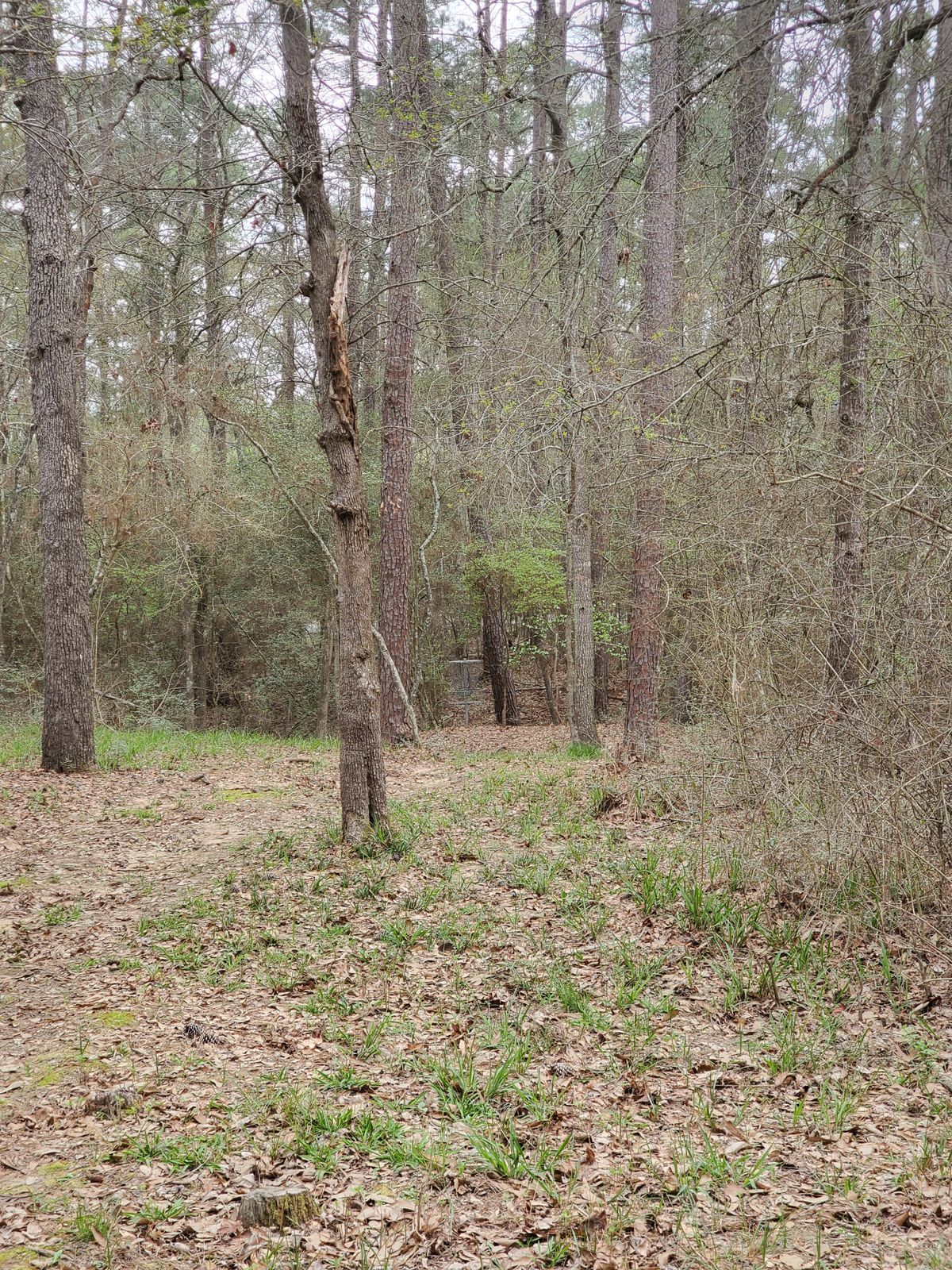 Hole 19 approach