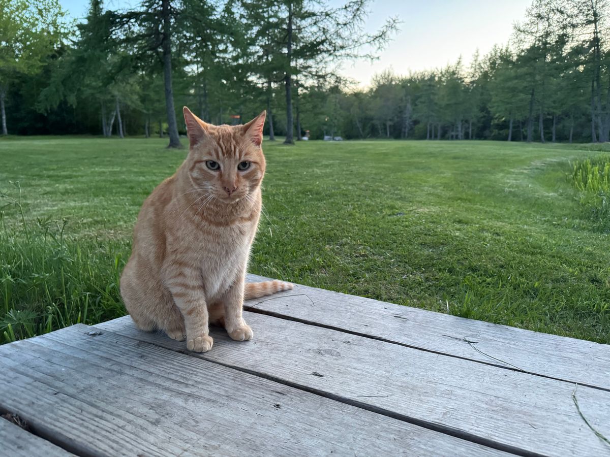 Cat judging my tee-off