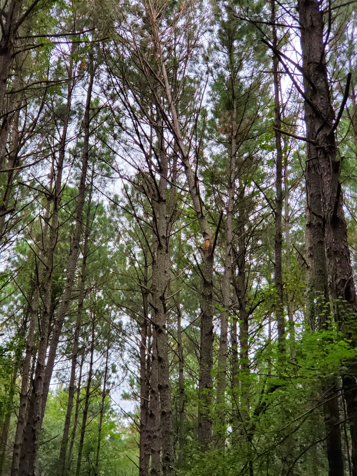 Basket 13 has a tree half way broken to the right side off the tee, be careful!