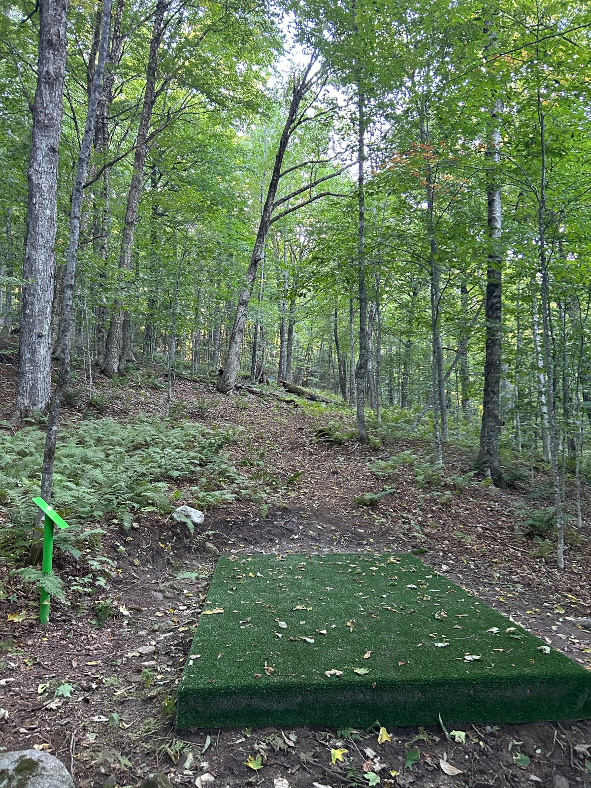 Hole 5 tee