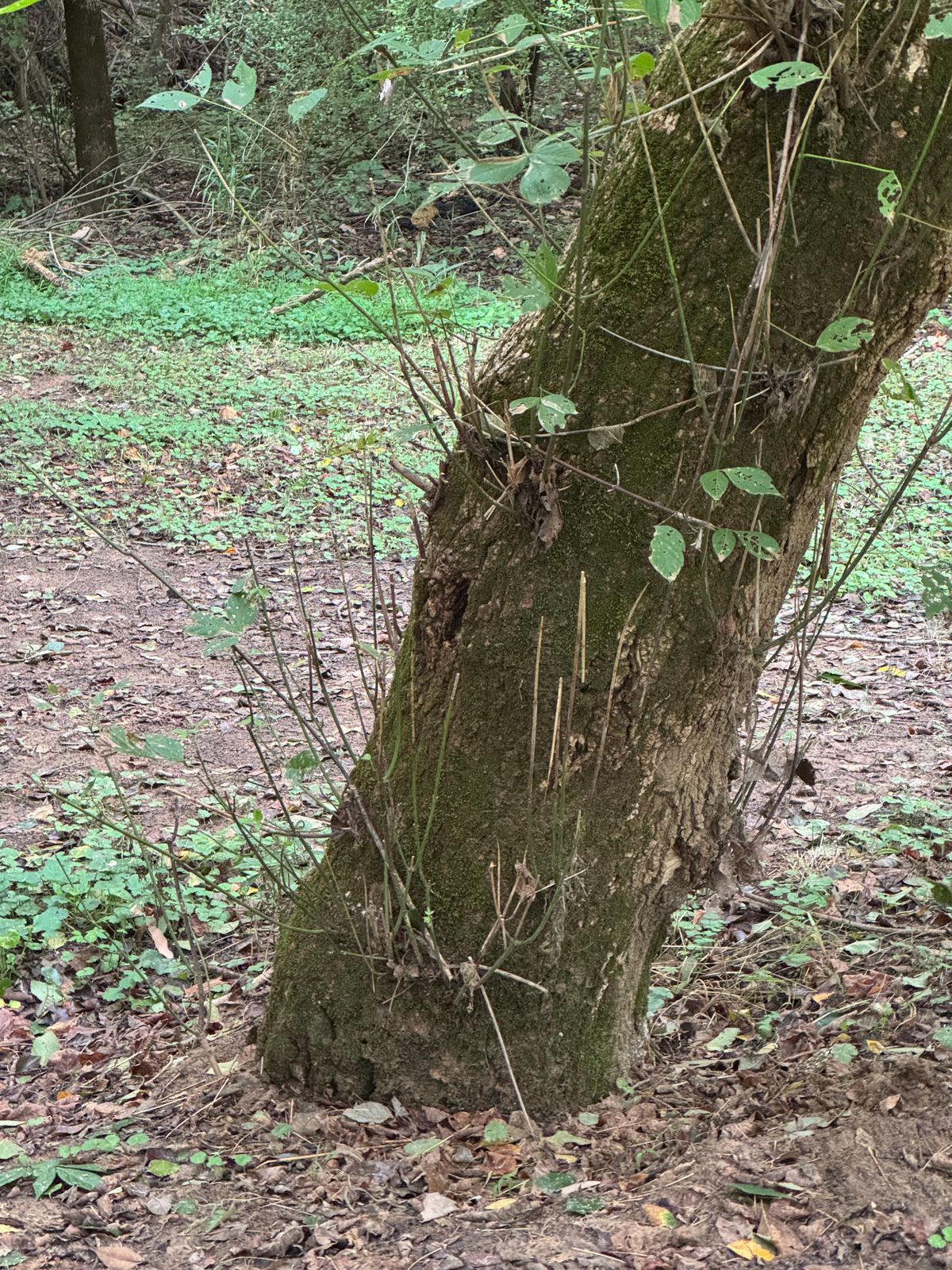 Small bees nest on 13
