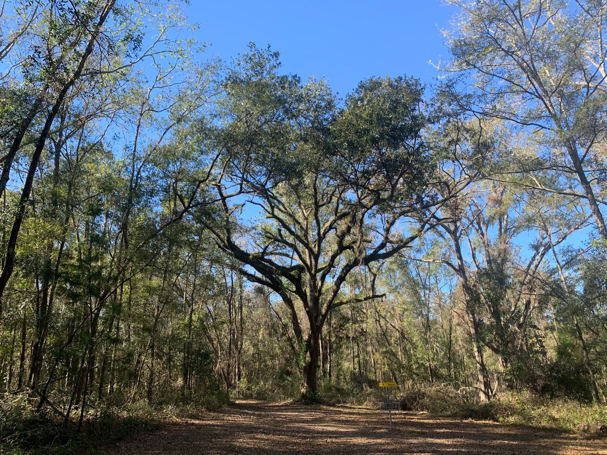 Hole 9 basket.  The Grand Oak Hole