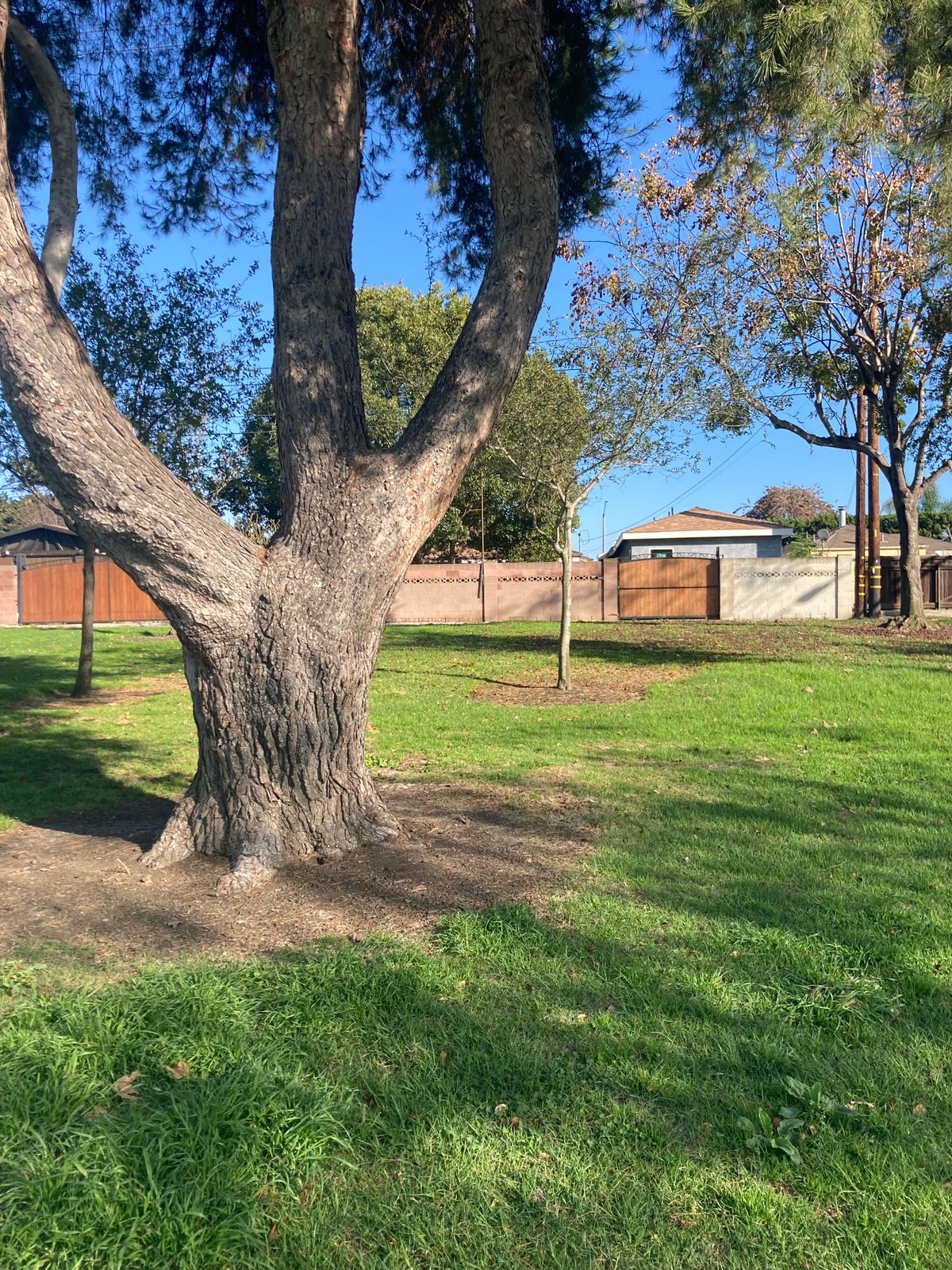 Hole 6 tree. Skinny one to the right of big tree