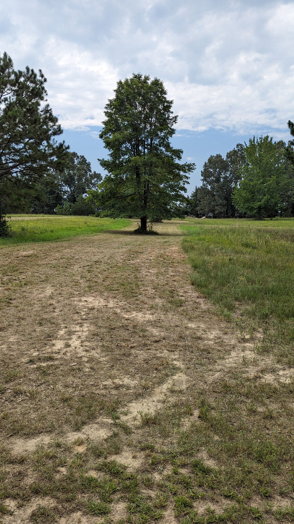 Hole 3. Pin is behind last tree pretty well straight ahead 