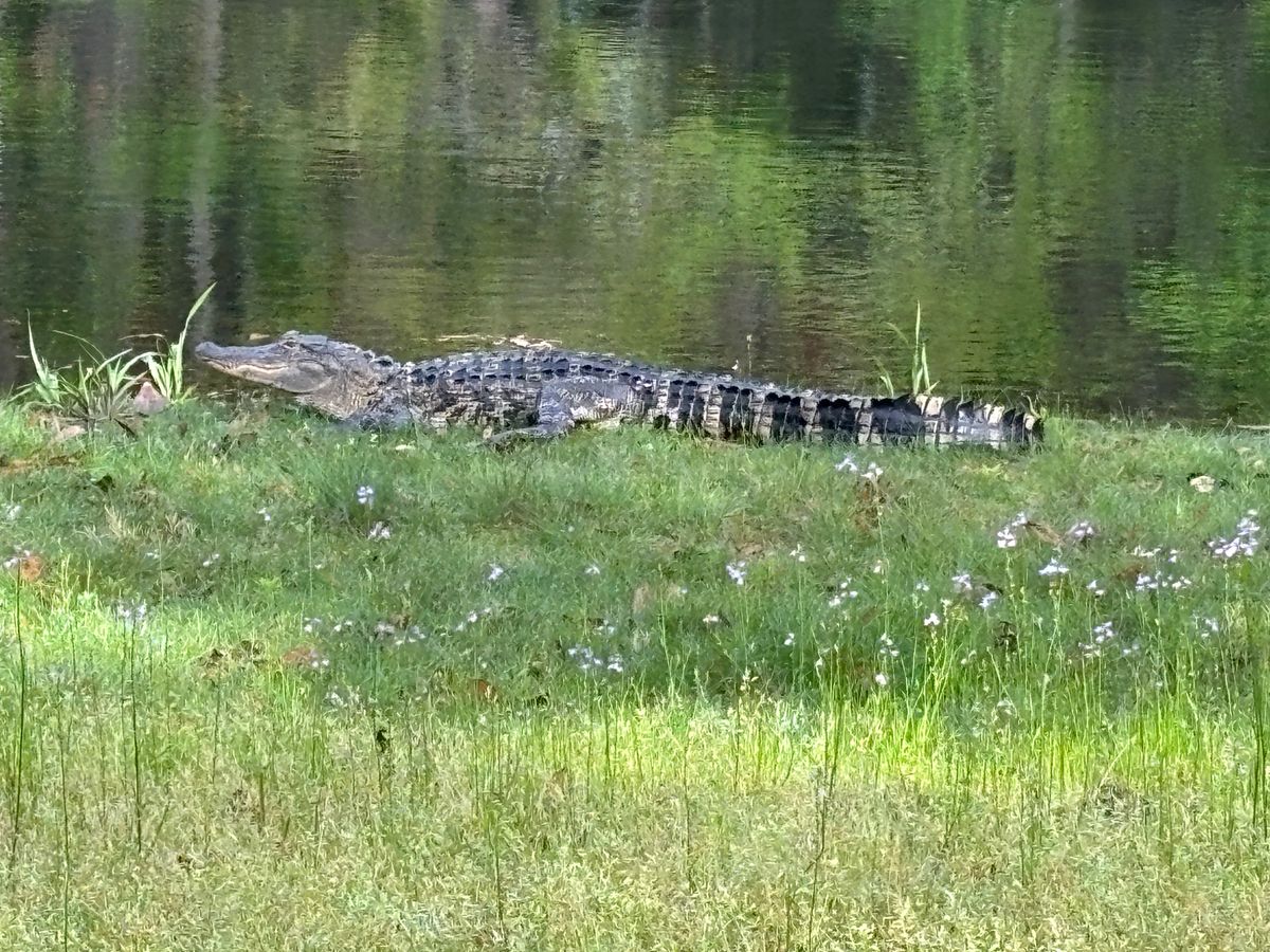 Maude lives in the pond on hole 17