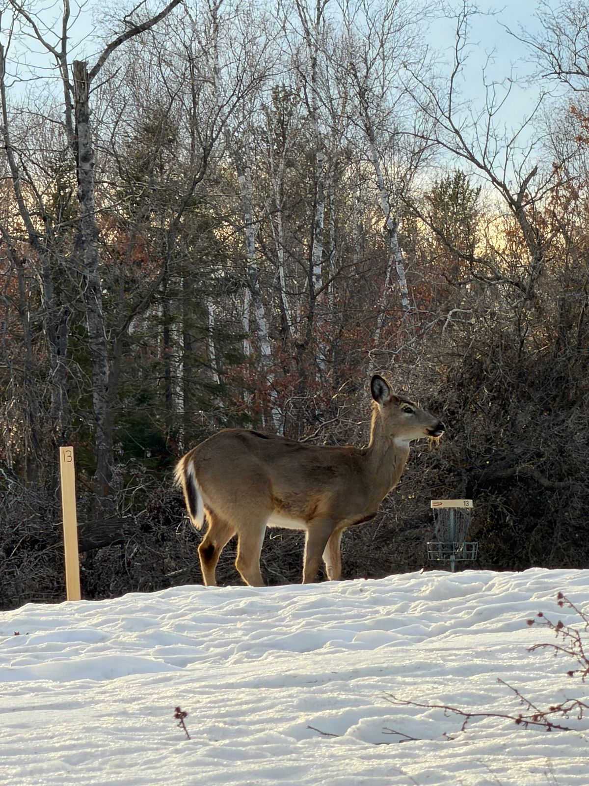 Beautiful Bemidji winter course Hole#13