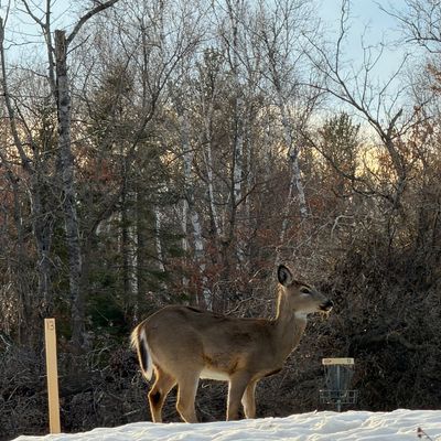 Beautiful Bemidji winter course Hole#13