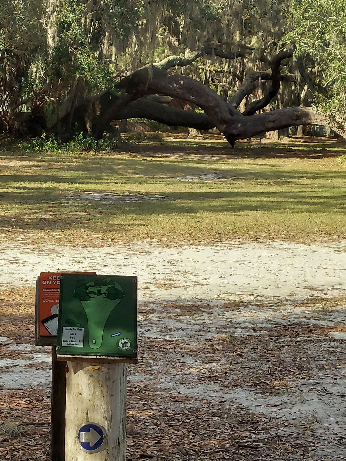 Big old live oaks guard #1. This is what I love about FL disc golf!