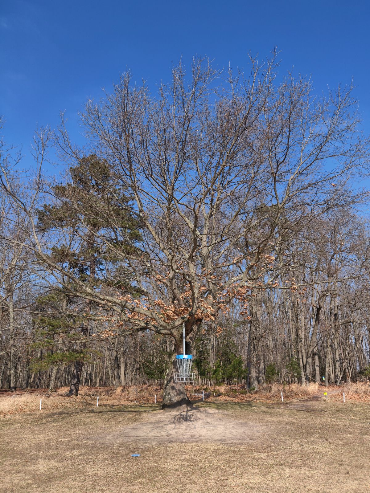 Hole 16 hanging basket