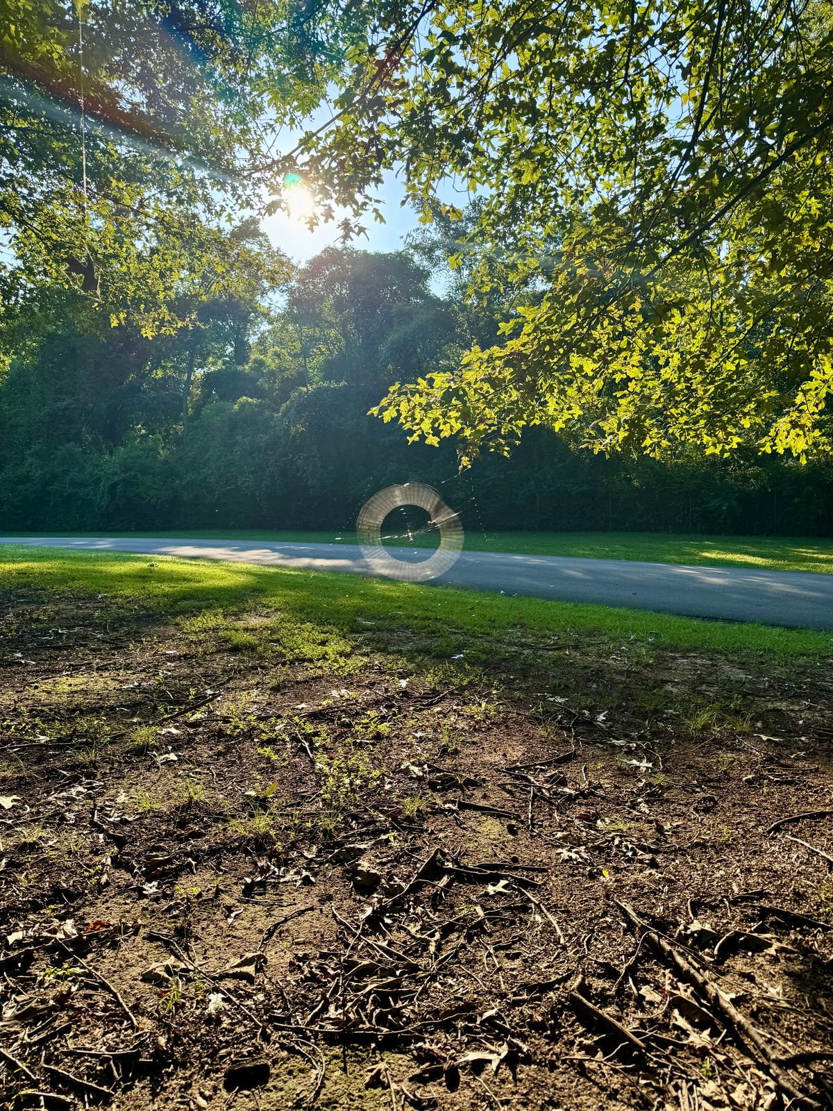 Spider making a Disc on the driving range