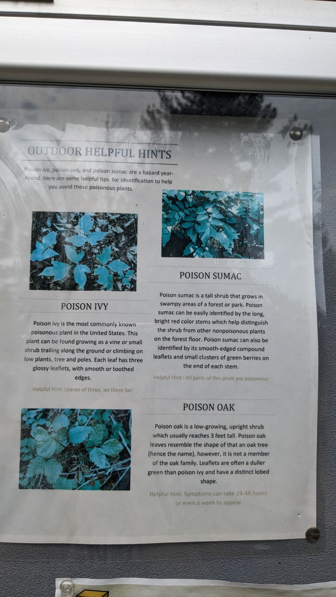 Nice of them to callout ivies.