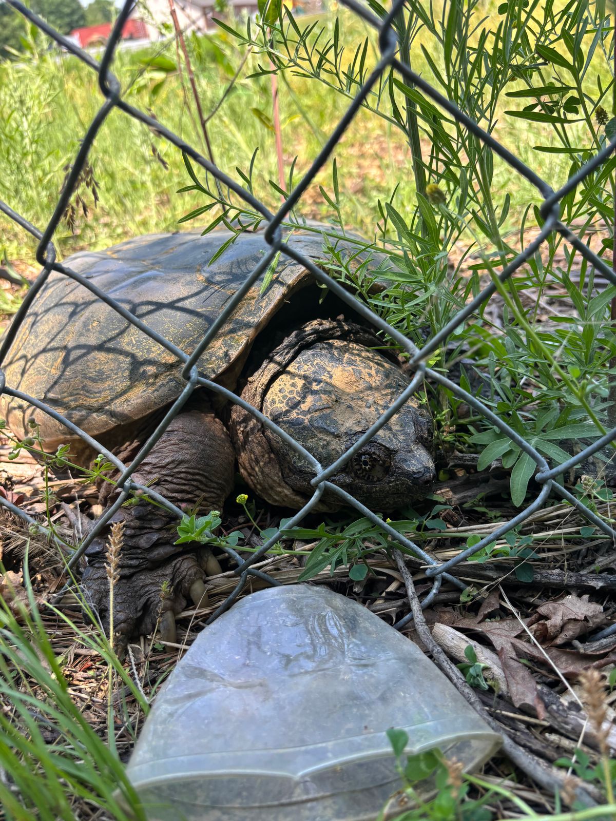 Snapping turtle in the fenced in area near hole 1