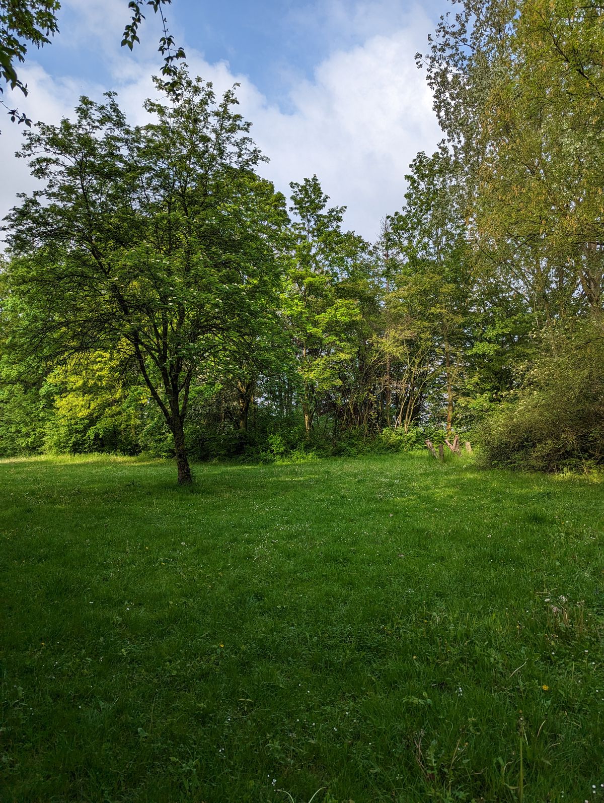 Blick Richtung Korb 8 im Wald