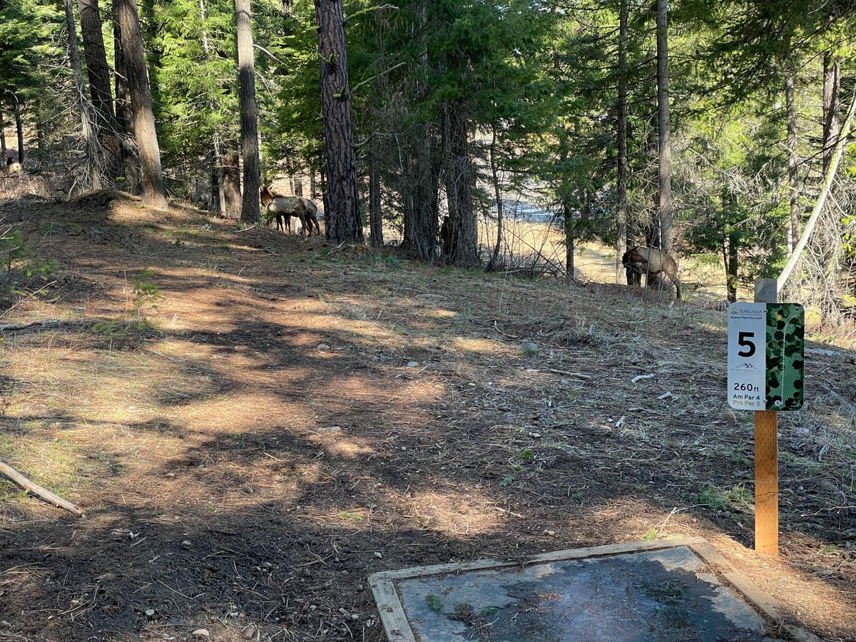 Hole 5 elk crossing...