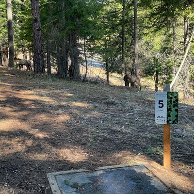 Hole 5 elk crossing...