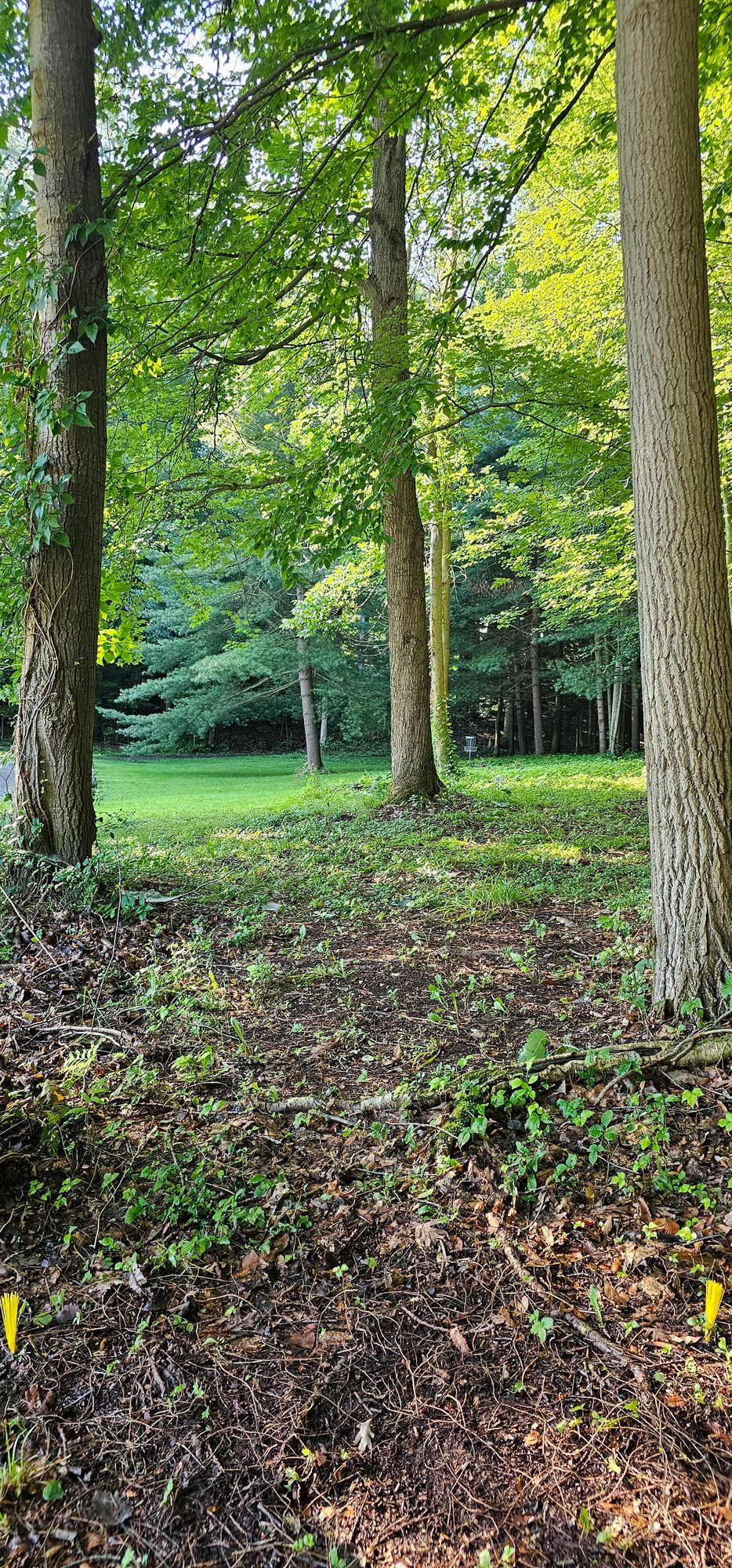 Hole #2 alternate tee.