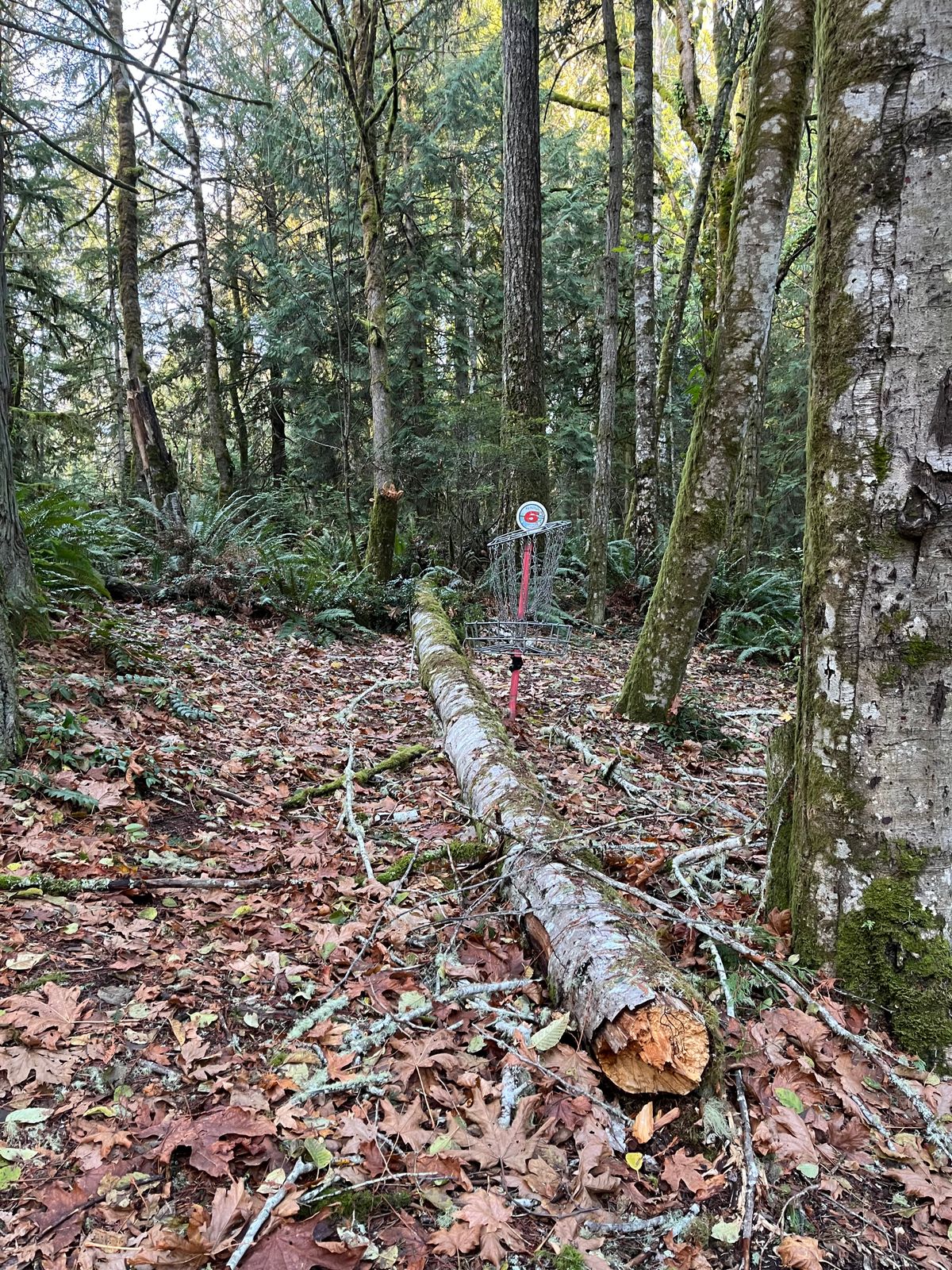 Green of Hole 6. Sadly a fallen tree bent up the basket. Still mostly functional