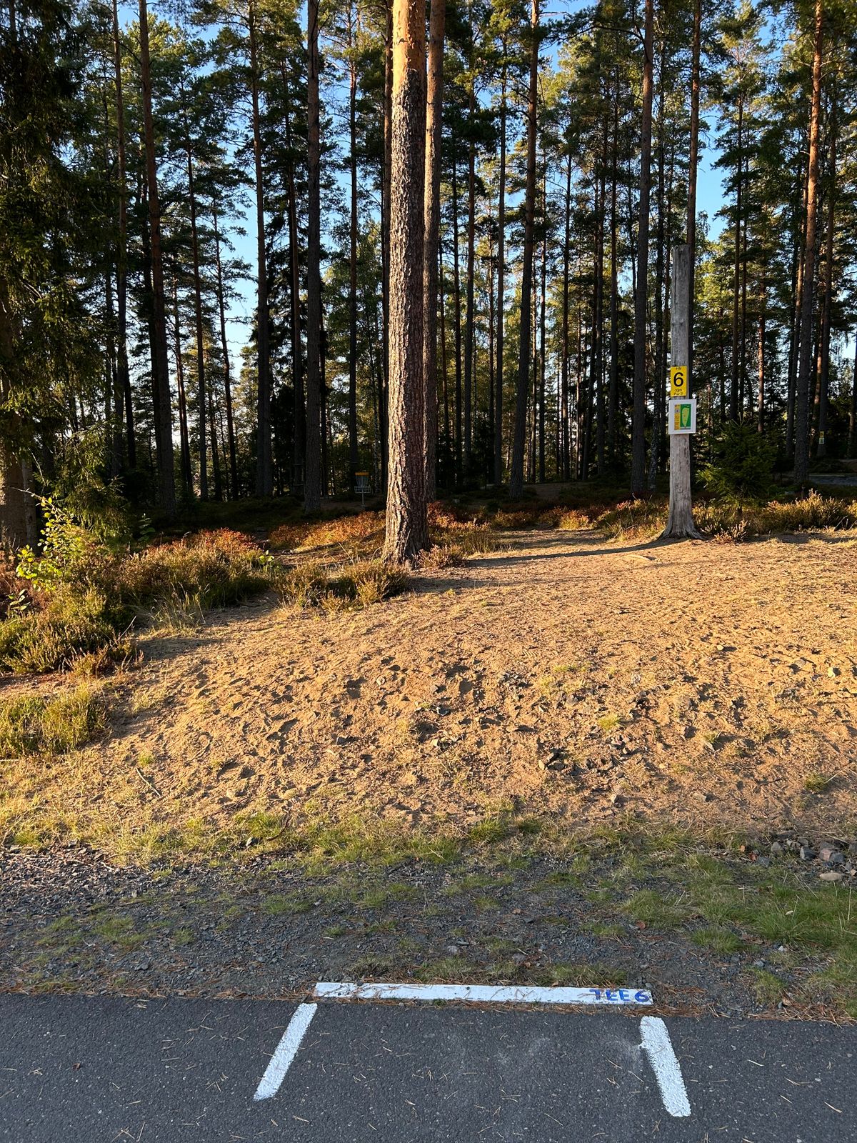 Tee 6
