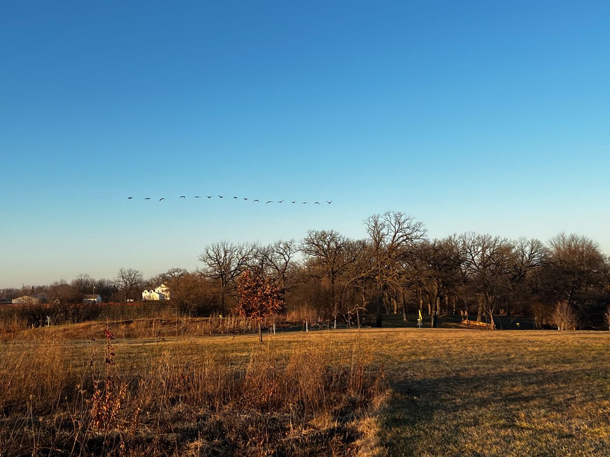 Geese