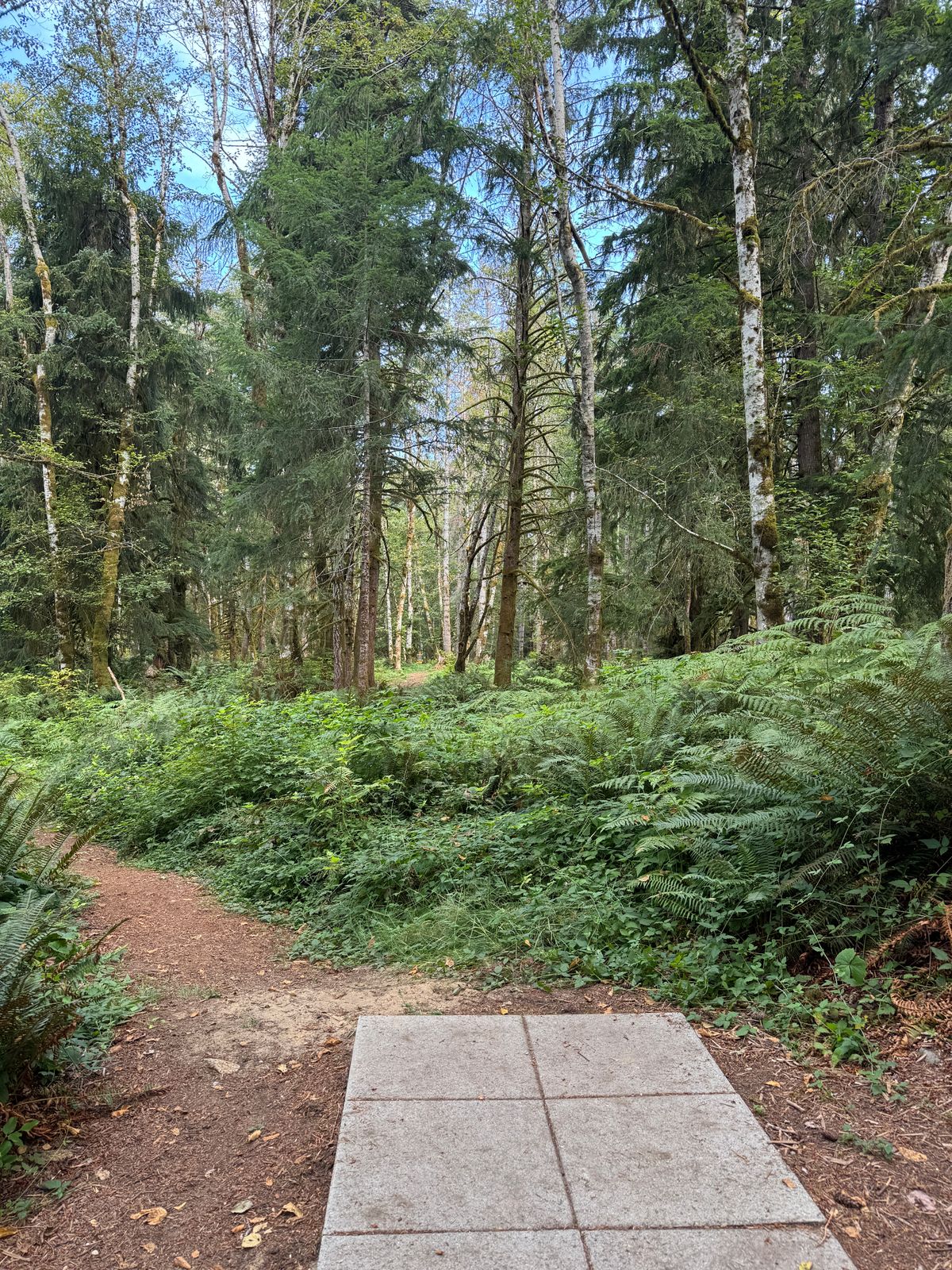 Hole 6 tee pad and basket
