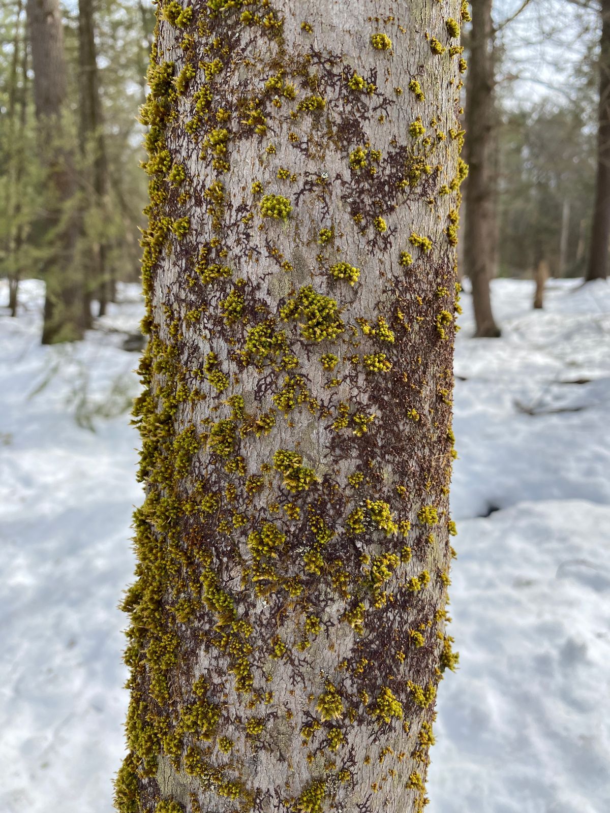 Local flora! Healthy forest!