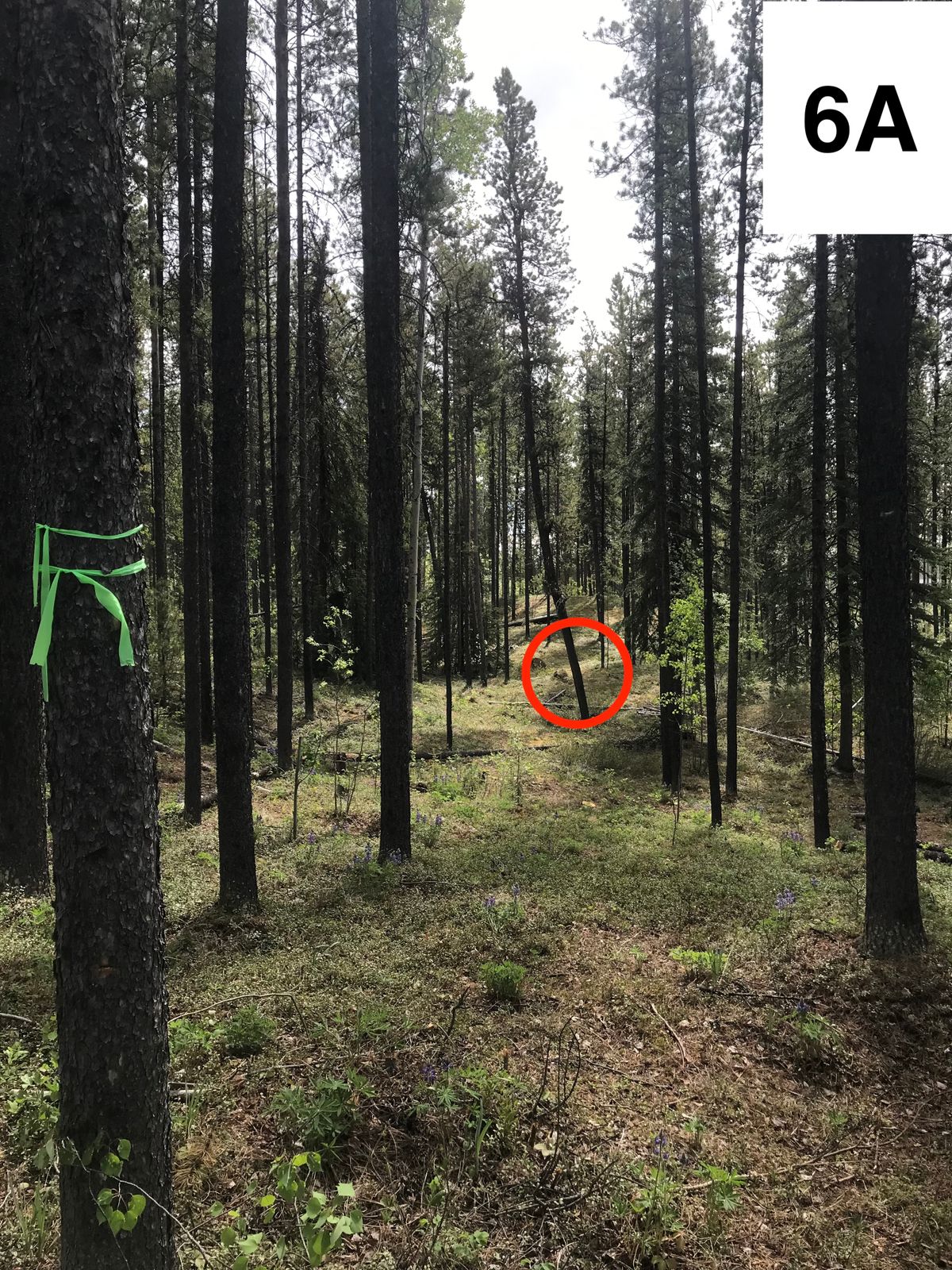 6 - Amateur Tee