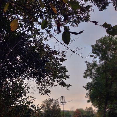 Elevated basket with fall colors beginning to show