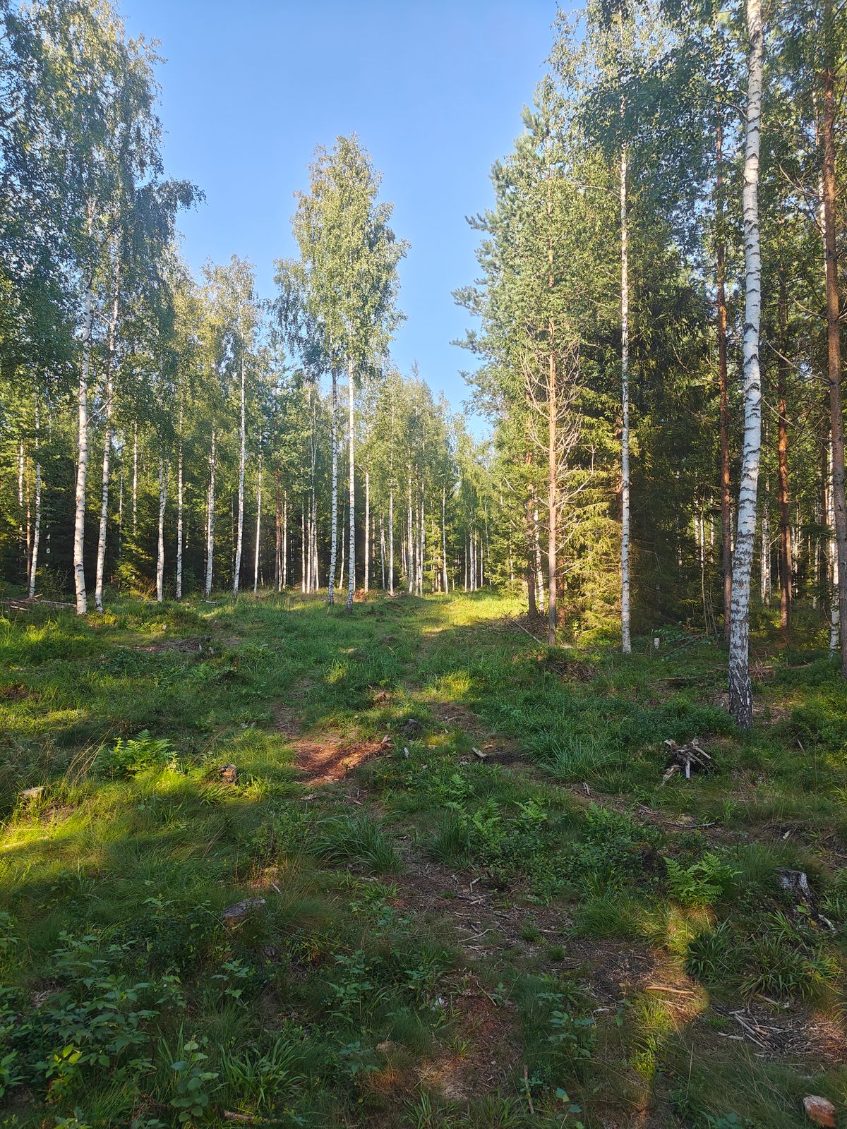 Väylä #4 puolesta välistä korille päin
