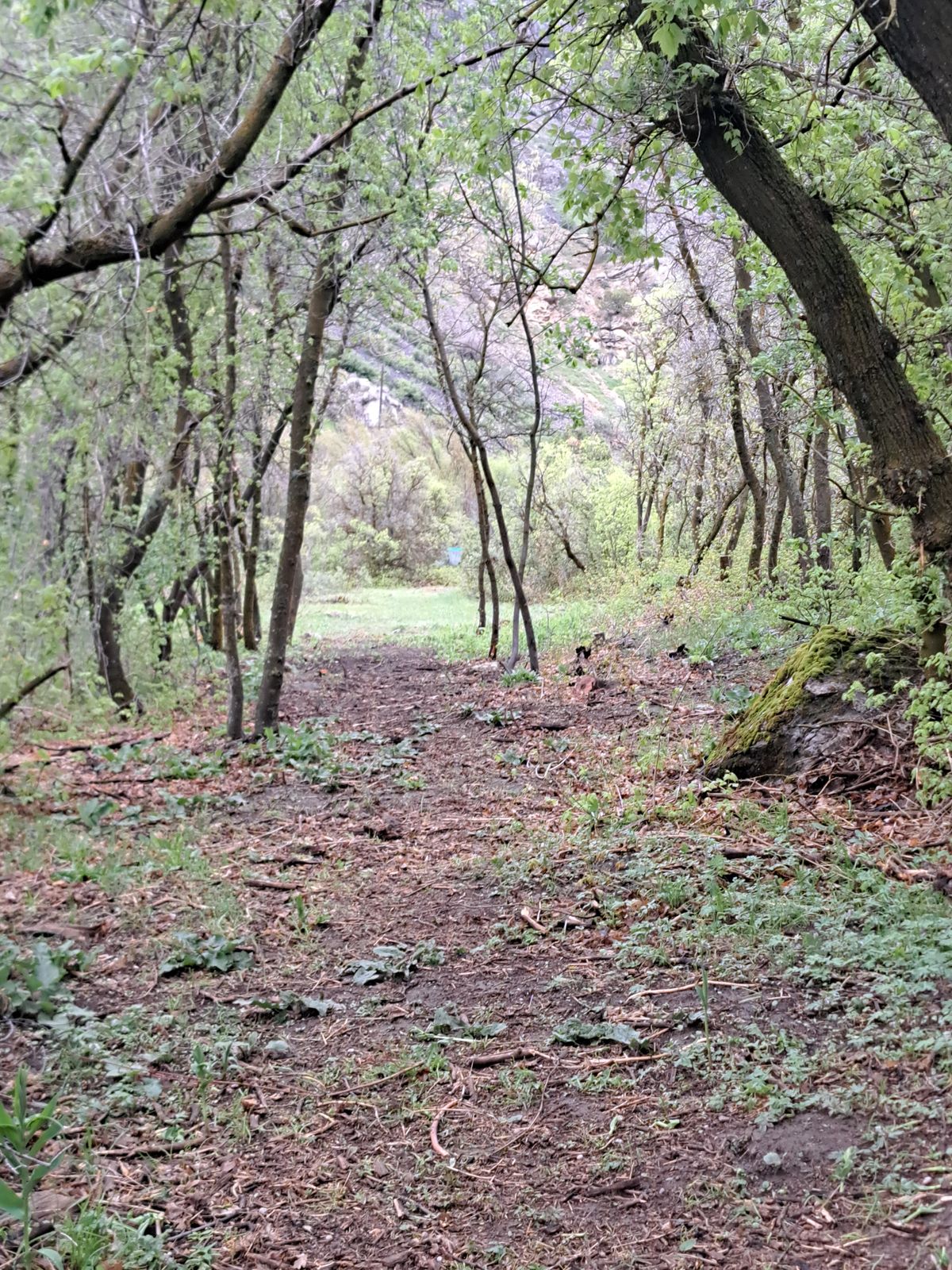 11 long fairway