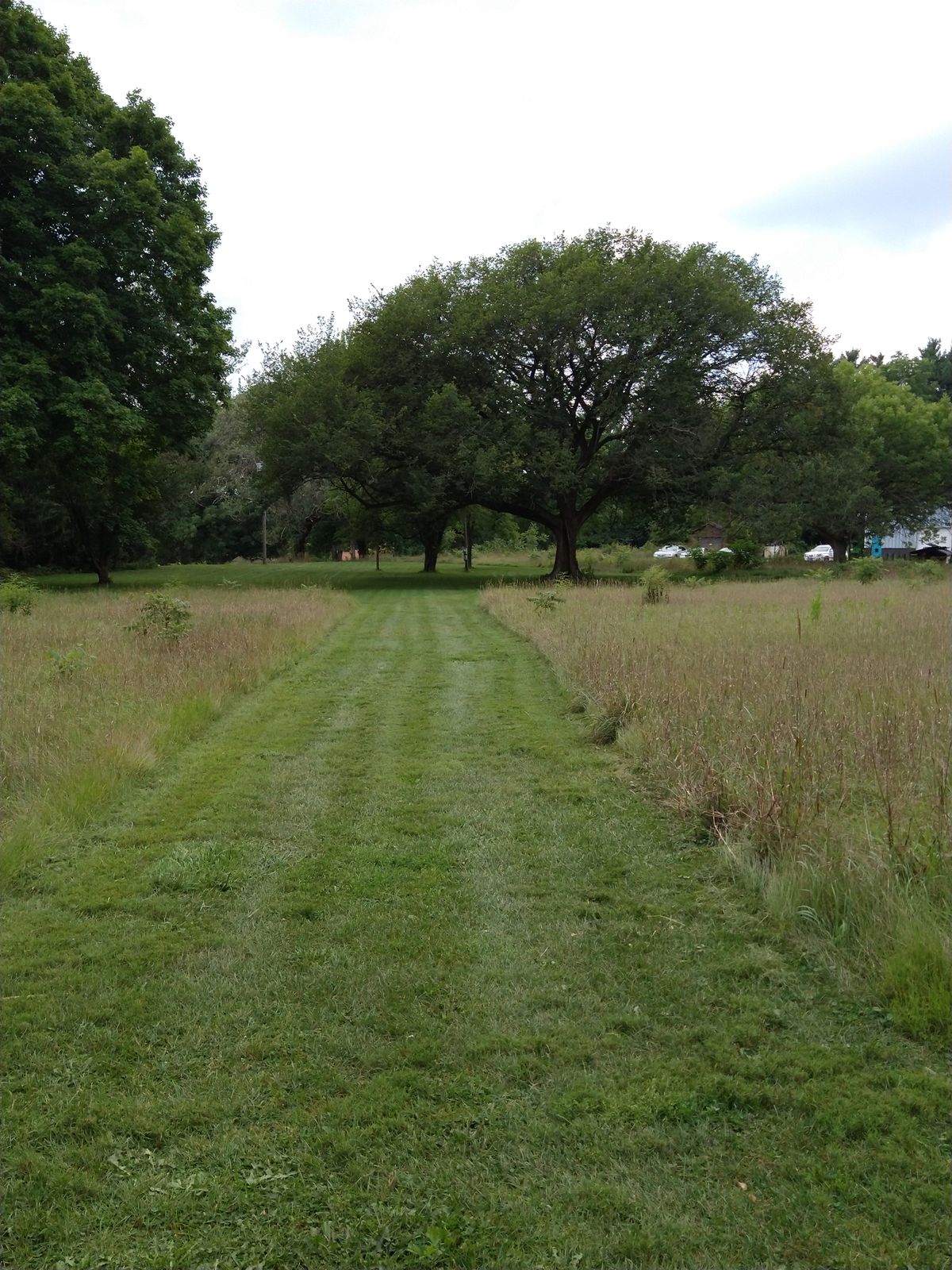 7 South tee. That's an American Elm in the middle.