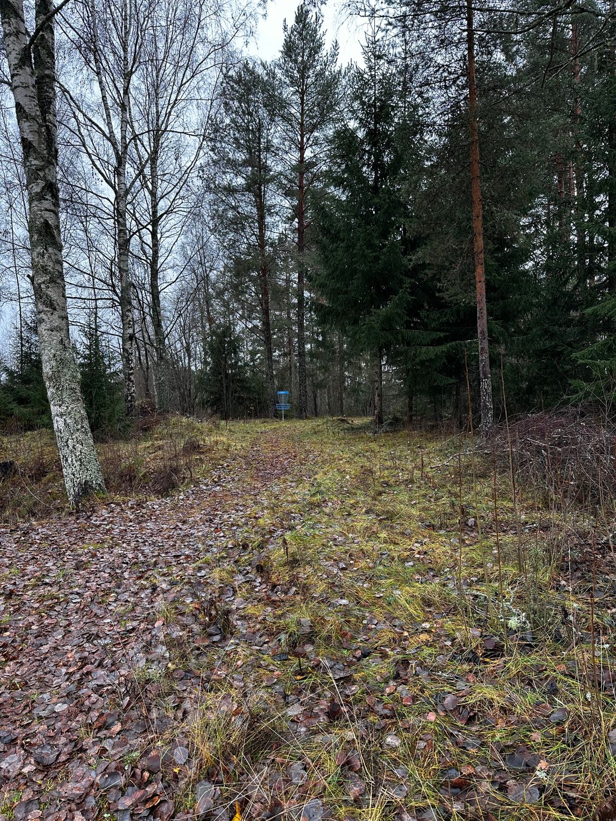 Mot korg 5