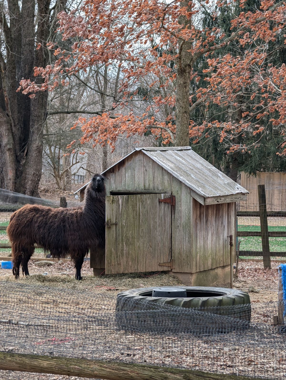 Llama behind hole 7, I called him Eugene!